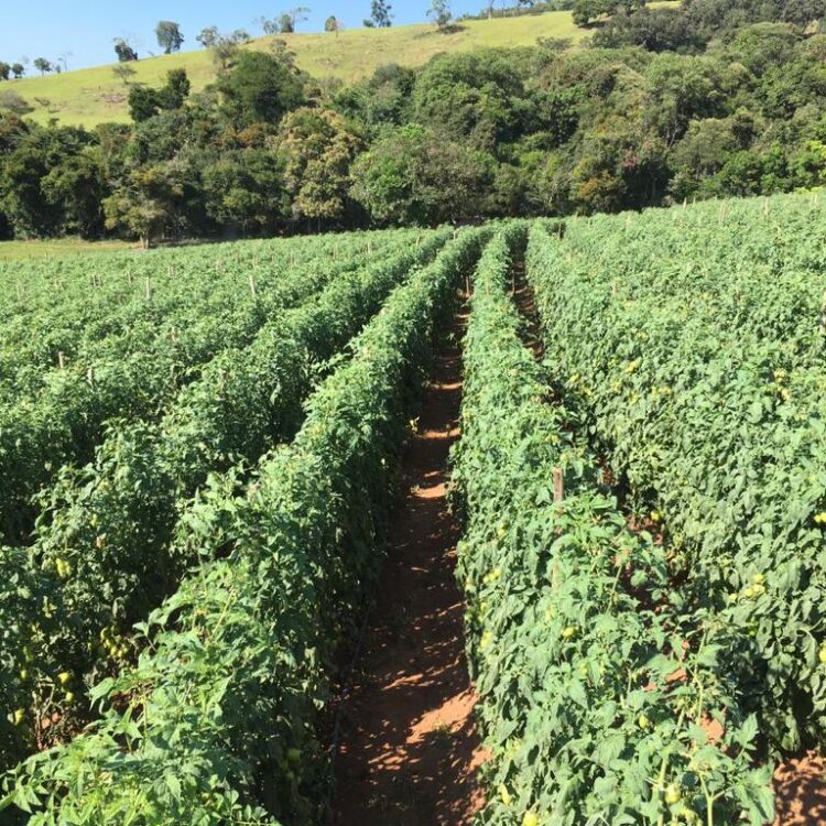 agroliberdade-agricultura-liberdade-tomate-ceasa-frutas-legumes-verduras-alimentos-atacado-varejo-sao-paulo-plantacao-top