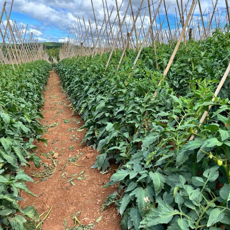 agroliberdade-agricultura-liberdade-tomate-ceasa-frutas-legumes-verduras-alimentos-atacado-varejo-sao-paulo