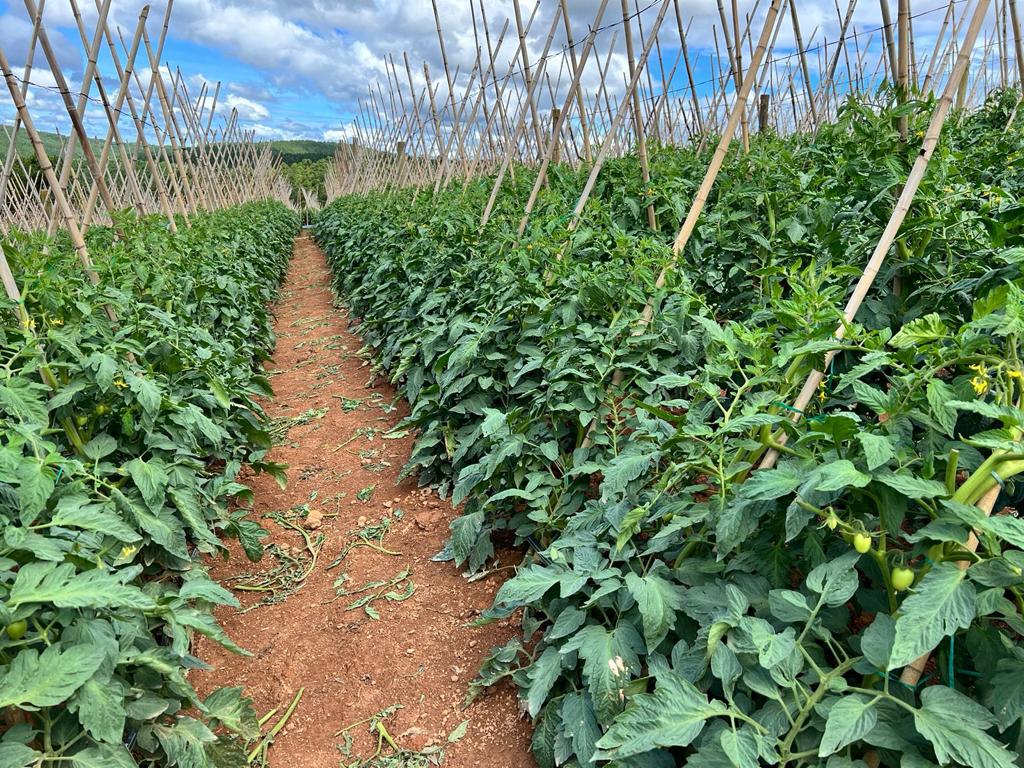 agroliberdade-agricultura-liberdade-tomate-ceasa-frutas-legumes-verduras-alimentos-atacado-varejo-sao-paulo