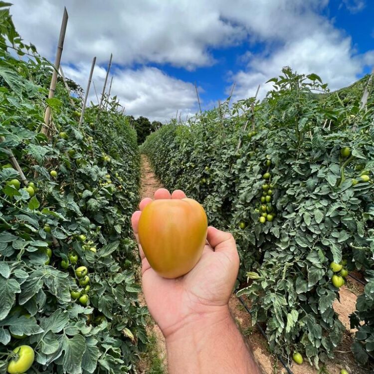 agroliberdade-agricultura-liberdade-tomate-ceasa-frutas-legumes-verduras