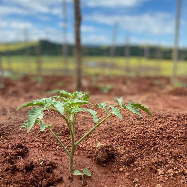 agroliberdade-agricultura-liberdade-tomate-ceasa-frutas-legumes-verduras-agro-planta