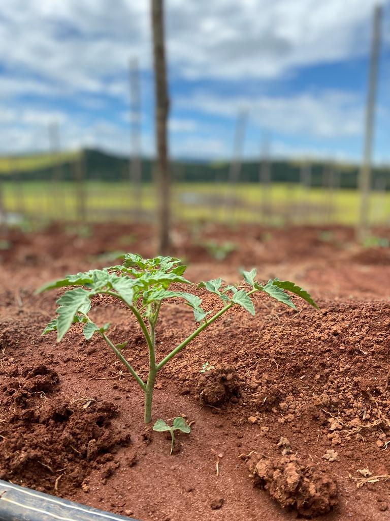 agroliberdade-agricultura-liberdade-tomate-ceasa-frutas-legumes-verduras-agro-planta