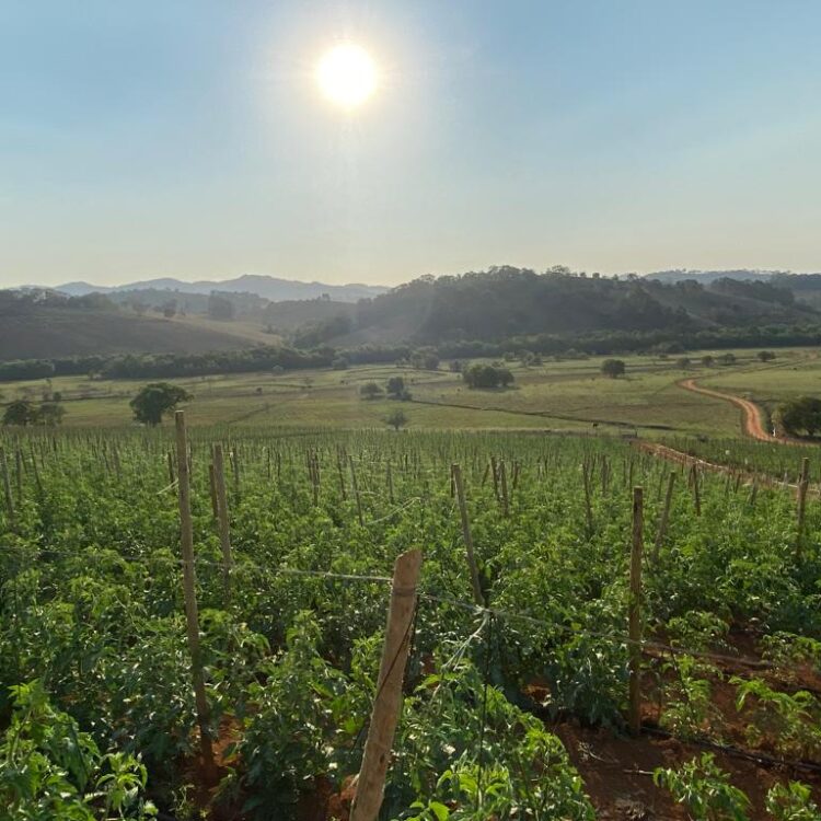 agroliberdade-agricultura-liberdade-tomate-ceasa-frutas-legumes-verduras-alimentos-atacado-varejo