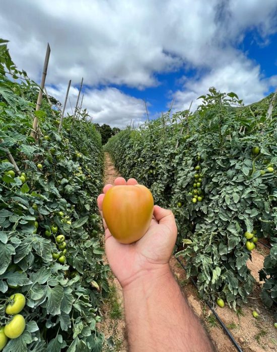 agroliberdade-agricultura-liberdade-tomate-ceasa-frutas-legumes-verduras